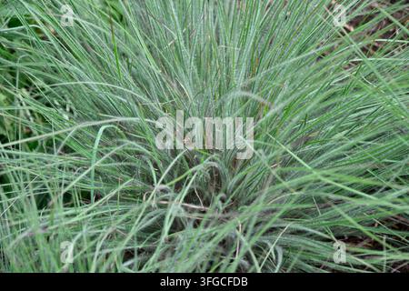 Fogliame estivo glauco morbido dell'erba decorativa perenne a foglia caduca a stelo blu 'Ha Ha Tonka', Schizachyrium scoparium, che cresce in un giardino britannico a giugno Foto Stock