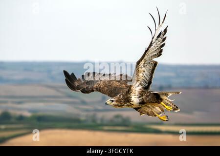 Albanella reale (Buteo buteo) rapace in volo contro un cielo sereno, che mostra un piumaggio marrone dettagliato e ali spiegate, rapace e selvatico Foto Stock