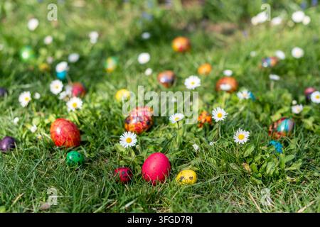 Uovo di gallina rosso e uova di quaglia dipinte a colori vivaci esposti su un prato primaverile con margherite in fiore. Vista a livello del suolo con uova di Pasqua sfocate in Foto Stock