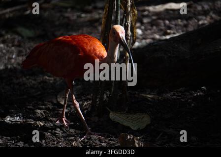 Ibis scarlatto (Eudocimus ruber) in piedi nella luce screziata del sole su uno sfondo scuro ombreggiato. Foto Stock