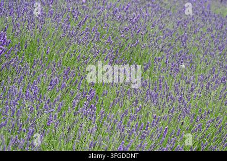Fiori estivi viola fragranti di Lavandula × intermedia 'Olympia' che crescono in un giardino del Regno Unito a giugno Foto Stock