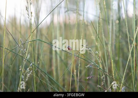 Coccinella (Coccinellidae) su una sottile foglia d'erba con gocce di rugiada scintillanti in un prato all'alba Foto Stock