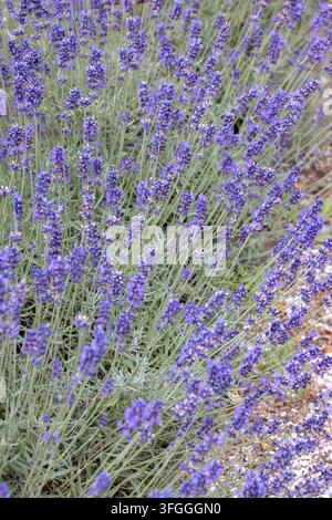 Fiori di lavanda viola fitti creano una piantagione di massa in un'area giardino del Tiergarten. Foto Stock