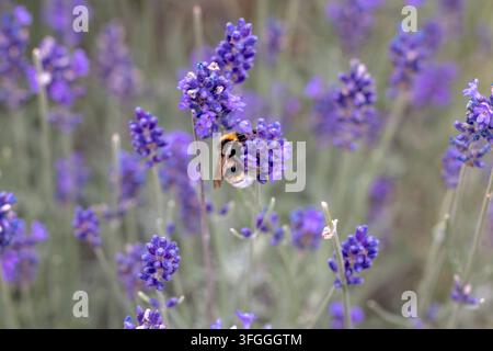 Bumblebee cerca cibo su fiori di lavanda viola in una piantagione di giardino a Tiergarten. Foto Stock