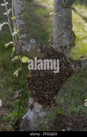 piccolo sciame di api o nido su un melo da giardino, Ellingham, Norfolk, Inghilterra nel tardo pomeriggio autunnale. Foto Stock