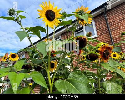 Girasoli in fiore in un giardino anteriore residenziale a Reading, Regno Unito Foto Stock
