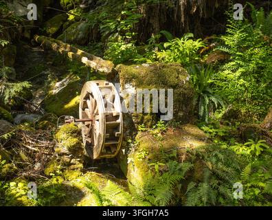 Ruota idraulica in legno consumata circondata da muschio, felci, rocce e vegetazione fitta in un ambiente boschivo ombreggiato. Foto Stock