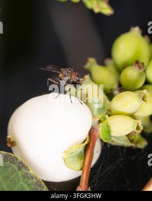 Fotografia macro dettagliata di una mosca volubile che riposa su una bacca di snowberry bianca. I colori contrastanti e le strutture delicate dell'insetto evidenziano la biodiversità Foto Stock
