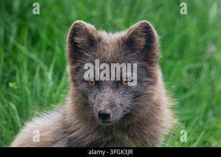 Ritratto ravvicinato di una giovane volpe artica, Vulpes lagopus, con morbido pelo marrone e occhi luminosi seduta nell'erba verde, che mostra un animale selvatico calmo in un n Foto Stock
