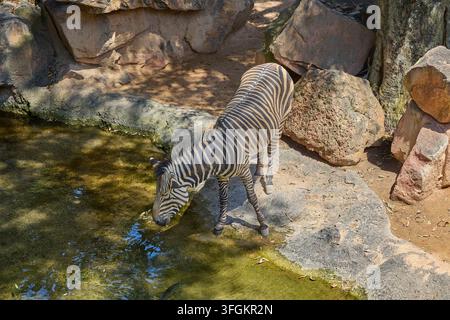 Zebra della prateria che beve da una pozza d'acqua nell'habitat roccioso naturale. Foto Stock