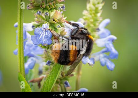 Un grande bombus dalla coda fulva si nutre di nettare proveniente dalle piante del giardino. Foto Stock
