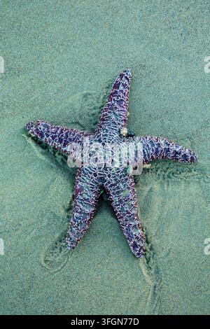 Stella marina ocra (Pisaster ochraceus), Stonefield Beach State Park, Oregon Foto Stock