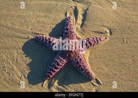Stella marina ocra (Pisaster ochraceus), Stonefield Beach State Park, Oregon Foto Stock