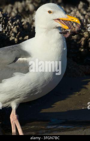 Gabbiano occidentale (Larus occidentalis) che mangia una stella marina ocra (Pisaster ochraceus), Stonefield Beach State Park, Oregon Foto Stock