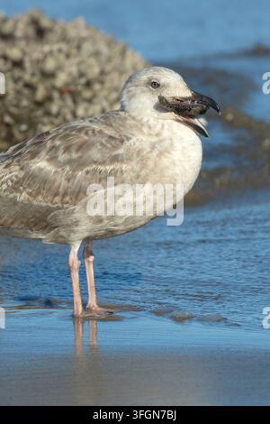 Gabbiano occidentale (Larus occidentalis) che mangia una stella marina ocra (Pisaster ochraceus), Stonefield Beach State Park, Oregon Foto Stock