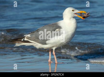 Gabbiano occidentale (Larus occidentalis) che mangia una stella marina ocra (Pisaster ochraceus), Stonefield Beach State Park, Oregon Foto Stock
