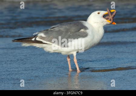 Gabbiano occidentale (Larus occidentalis) che mangia una stella marina ocra (Pisaster ochraceus), Stonefield Beach State Park, Oregon Foto Stock
