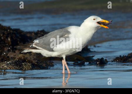 Gabbiano occidentale (Larus occidentalis) che mangia una stella marina ocra (Pisaster ochraceus), Stonefield Beach State Park, Oregon Foto Stock