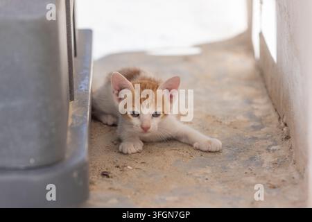 Un adorabile gattino arancione e bianco accovacciato all'ombra accanto a un muro, che guarda direttamente in avanti su un terreno di cemento. Foto Stock