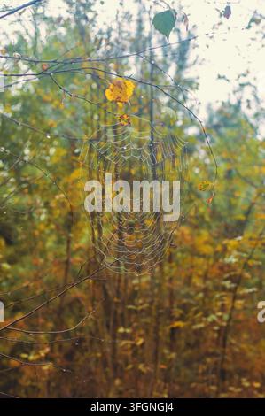 Rete di ragno su un albero nella foresta. Messa a fuoco selettiva. Natura. Foto Stock