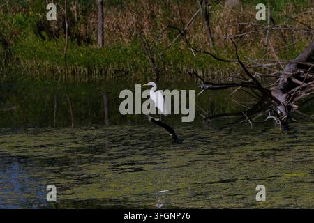 Aigrette reale (Ardea alba) scena dal fiume Maumee a Toledo Foto Stock