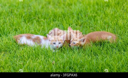 Un gruppo di adorabili gattini ginger che riposano insieme su un prato verde vibrante all'aperto in un contesto di parco soleggiato. Foto Stock