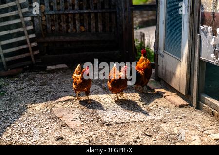 Due galline marroni e un gallo colorato che camminano su un cortile di fattoria in ghiaia accanto a un pollaio rustico sotto una luce naturale brillante. Foto Stock