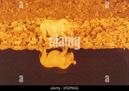 Ripresa notturna di un rinoceronte nero - Diceros bicornis - che si avvicina ad una sorgente nel parco nazionale di Etosha in Namibia. Foto Stock