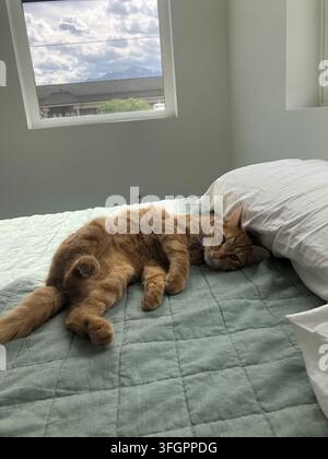 Gatto tigrato arancione che si rilassa su un letto vicino alla finestra Foto Stock