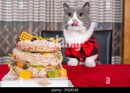 un grazioso gatto British Shorthair in abito a quadri rossi che lecca le labbra accanto a una torta di compleanno per animali a più strati Foto Stock