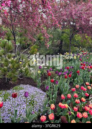 Giardino primaverile colorato con tulipani e melo fiorito Foto Stock