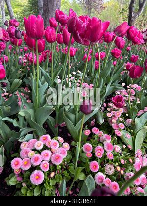 Vivaci tulipani magenta e margherite rosa in un giardino primaverile Foto Stock