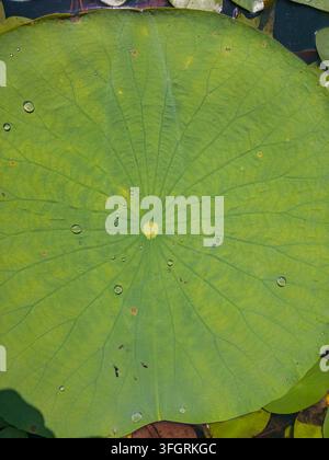 Una grande foglia di loto verde galleggia sull'acqua con vene visibili e goccioline d'acqua sparse sulla sua superficie. Foto Stock