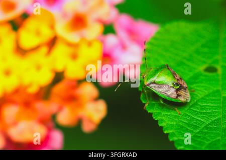 Cimice scudo verde che riposa su una foglia accanto a fiori di lantana colorati Foto Stock