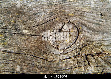 Textura di una vecchia tavola di legno con un nodo in primo piano. Legno vecchio e screpolato Foto Stock