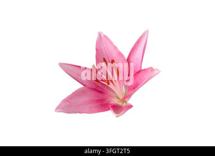 Delicata fiore di giglio rosa con evidenti stami arancioni soffici, vista dal lato frontale e isolata su uno sfondo bianco pulito. Foto Stock