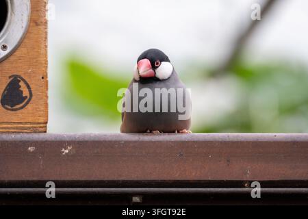 Passero del Java grigio con cappuccio nero, guance bianche e becco rosa appollaiato accanto a una cassetta nido in legno a Grevenmacher, Lussemburgo. Foto Stock