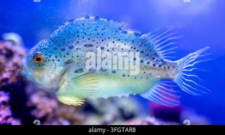 Prima vista di un lumpo (Cyclopterus lumpus) Foto Stock
