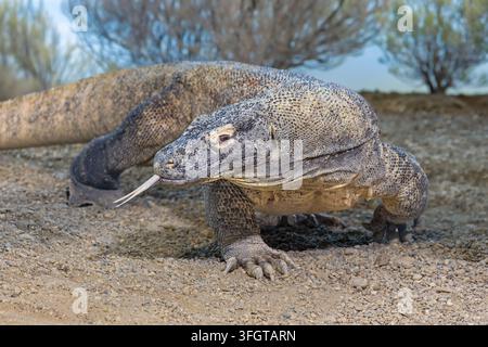 Prima vista frontale ravvicinata di un drago di Komodo (Varanus komodoensis) che cammina Foto Stock