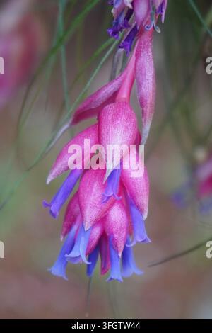 Primo piano di una Tillandsia Stricta rosa e viola Foto Stock