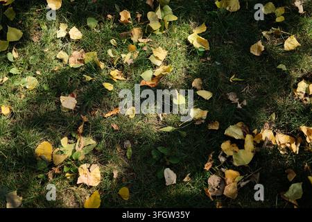 Ampia scena autunnale del terreno con numerose foglie gialle sparse su un'area erbosa verde, creando una ricca trama naturale. Composizione stagionale calda Foto Stock