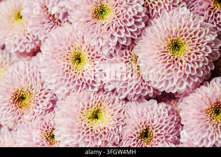 Fiori di crisantemo rosa freschi in fiore per sfondo floreale Foto Stock