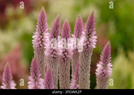 Celosia argentea ‘Piuma di fenicottero rosa’ anche nota come cresta di gallo in fiore. Foto Stock