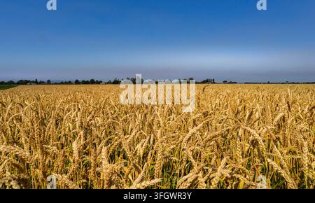 Vasto campo di grano dorato che si estende attraverso la piana del territorio australiano dell'outback fino all'orizzonte lontano sotto un cielo sereno. Foto Stock
