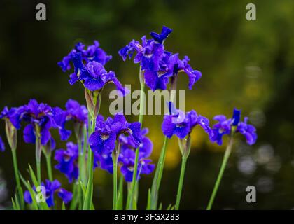 Iris sibirica Ruffled Velvet, l'iride siberica risplende in un viola scuro dopo una doccia estiva Foto Stock
