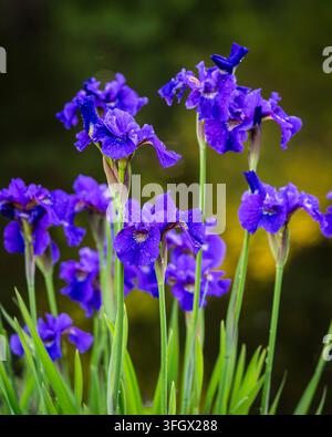 Iris sibirica Ruffled Velvet, l'iride siberica risplende in un viola scuro dopo una doccia estiva Foto Stock