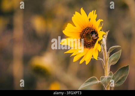 Bellissimo girasole giallo vivace che cresce all'aperto in un campo verde, fiorisce luminoso sotto la calda luce del sole, rappresentando l'estate, l'agricoltura, la bellezza della natura, la vitalità e l'agricoltura biologica. Foto Stock