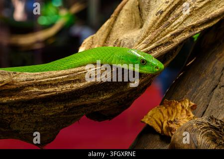 Verde orientale mamba - Dendroaspis angusticeps Foto Stock