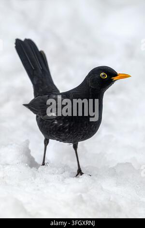 Merlo comune (maschio) - Turdus merula Foto Stock