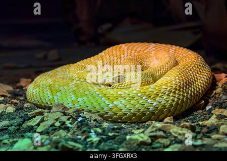 Vipera dal diamante occidentale (albino) - Crotalus atrox Foto Stock